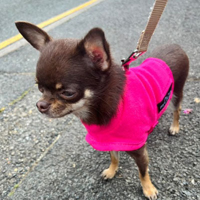 Tiny Toastie Water Repellent Fleece Dog Coat in Hot Pink