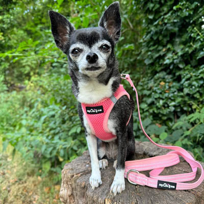 Reflective Pink Webbing Lead with Neoprene Handle 15mm