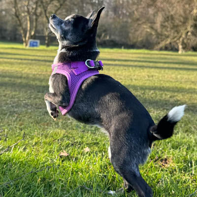 Step In Air Mesh Puppy and Small Dog Harness in Purple