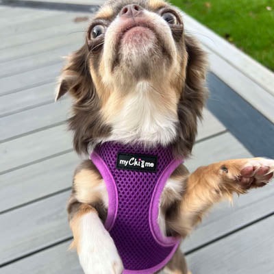 Step In Air Mesh Puppy and Small Dog Harness in Purple