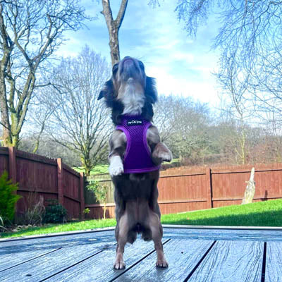 Step In Air Mesh Puppy and Small Dog Harness in Purple