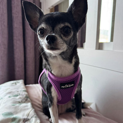 Step In Air Mesh Puppy and Small Dog Harness in Purple