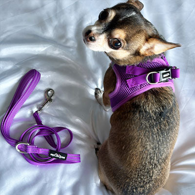 Step In Air Mesh Puppy and Small Dog Harness in Purple