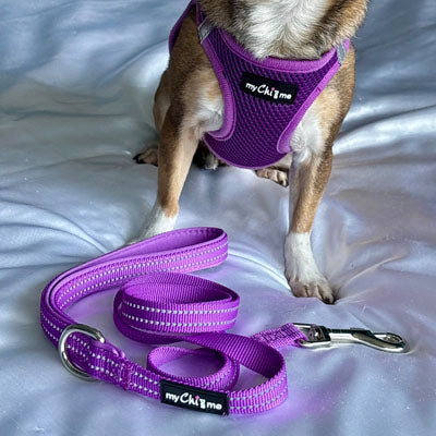 Step In Air Mesh Puppy and Small Dog Harness in Purple