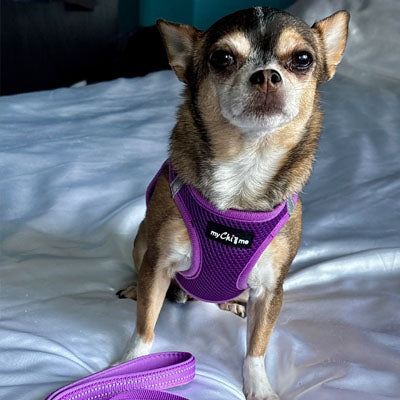 Step In Air Mesh Puppy and Small Dog Harness in Purple