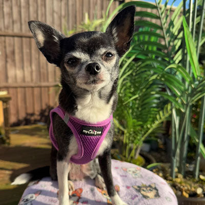 Step In Air Mesh Puppy and Small Dog Harness in Purple