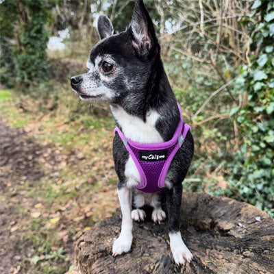 Step In Air Mesh Puppy and Small Dog Harness in Purple