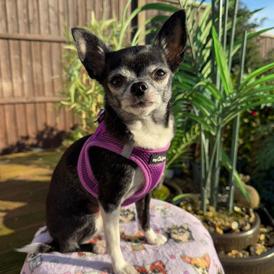 Step In Air Mesh Puppy and Small Dog Harness in Purple