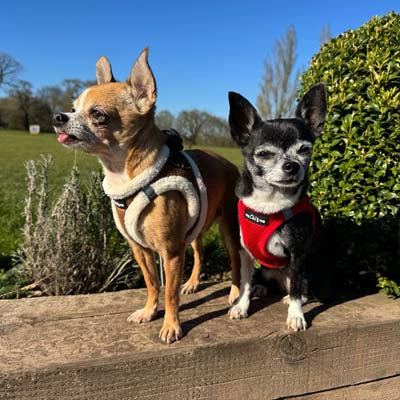 Step In Air Mesh Harness for Puppies and Small Dogs Red