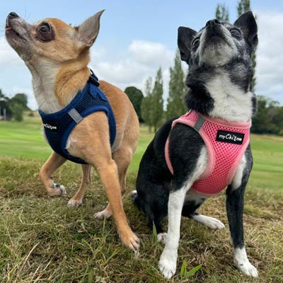Tiny Trails Step In Air Mesh Puppy and Small Dog Harness in Pink