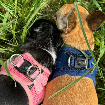Tiny Trails Step In Air Mesh Puppy and Small Dog Harness in Pink