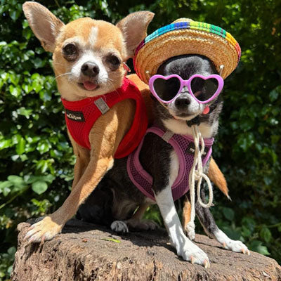 Step In Air Mesh Harness for Puppies and Small Dogs Red