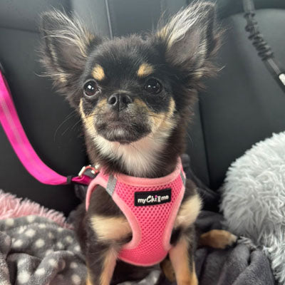 Tiny Trails Step In Air Mesh Puppy and Small Dog Harness in Pink