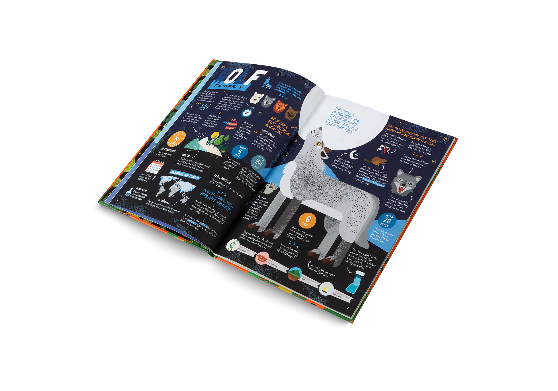 The Hunters Predators of the Animal Kingdom