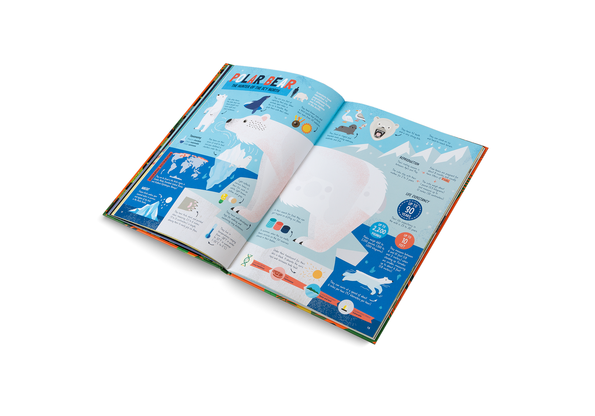 The Hunters Predators of the Animal Kingdom