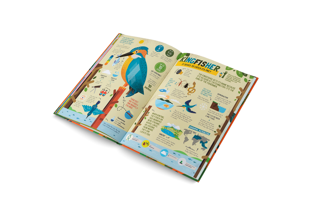 The Hunters Predators of the Animal Kingdom