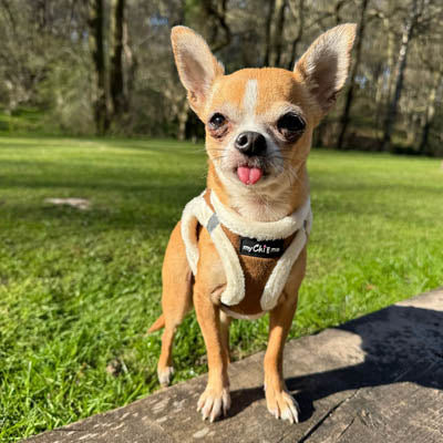 Step In Soft Touch Suede Faux Fur Lined Puppy and Small Dog Harness Mocha