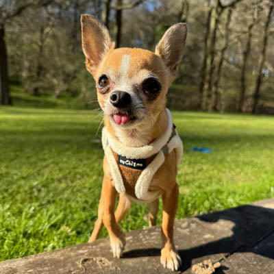 Step In Soft Touch Suede Faux Fur Lined Puppy and Small Dog Harness Mocha