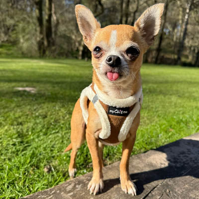 Mocha Suede Effect Dog Lead 15mm with Neoprene Handle