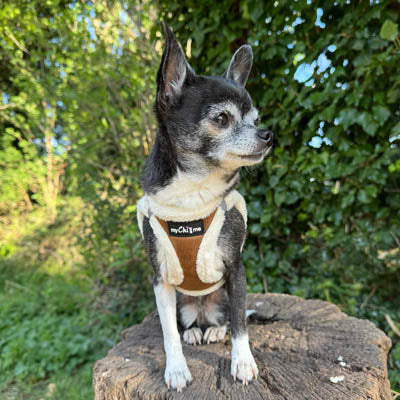 Step In Soft Touch Suede Faux Fur Lined Puppy and Small Dog Harness Mocha
