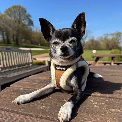 Step In Soft Touch Suede Faux Fur Lined Puppy and Small Dog Harness Mocha