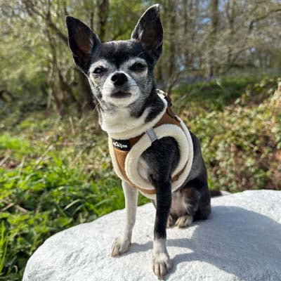 Step In Soft Touch Suede Faux Fur Lined Puppy and Small Dog Harness Mocha