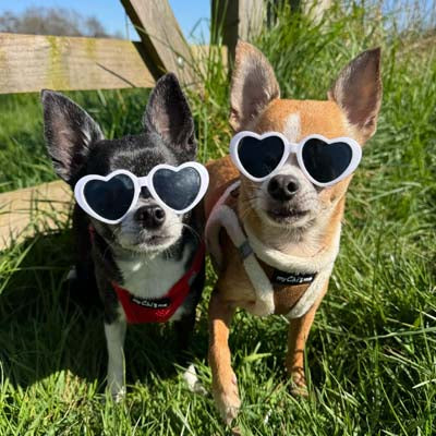 Step In Soft Touch Suede Faux Fur Lined Puppy and Small Dog Harness Mocha