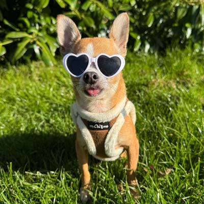 Step In Soft Touch Suede Faux Fur Lined Puppy and Small Dog Harness Mocha