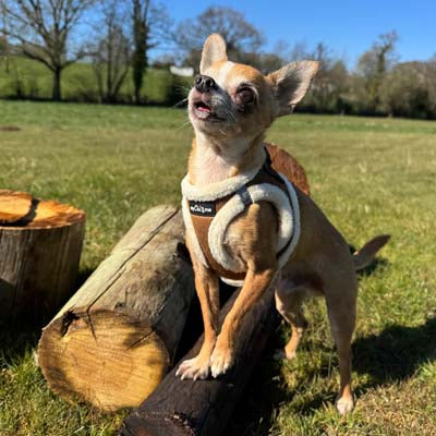 Step In Soft Touch Suede Faux Fur Lined Puppy and Small Dog Harness Mocha