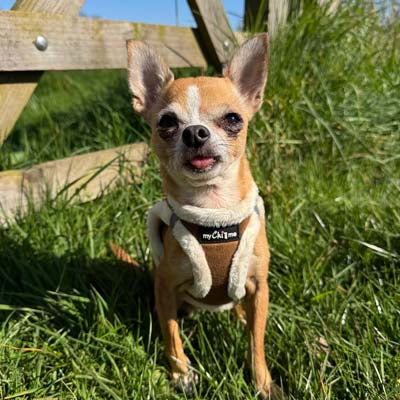 Step In Soft Touch Suede Faux Fur Lined Puppy and Small Dog Harness Mocha