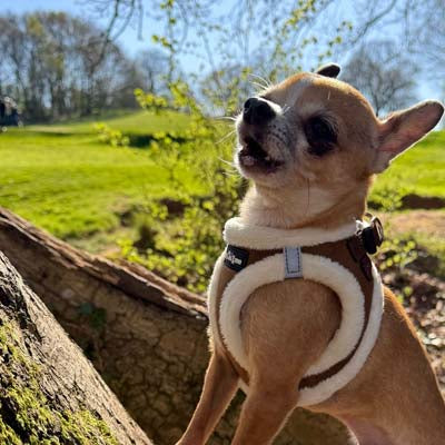 Step In Soft Touch Suede Faux Fur Lined Puppy and Small Dog Harness Mocha