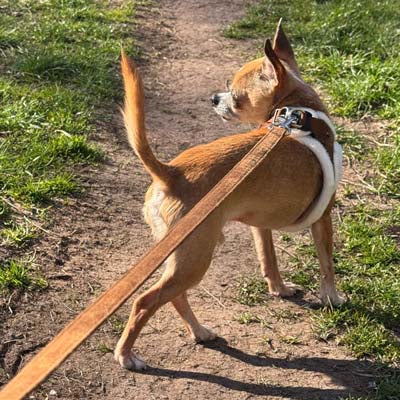 Mocha Suede Effect Dog Lead 15mm with Neoprene Handle