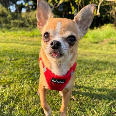 Step In Air Mesh Harness for Puppies and Small Dogs Red