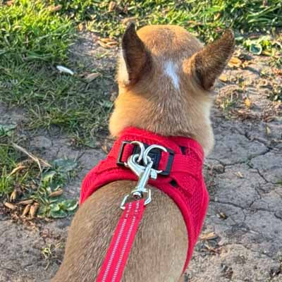 Step In Air Mesh Harness for Puppies and Small Dogs Red