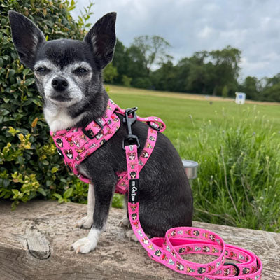 Signature Hot Pink Chihuahua Print Lead for Small Dogs