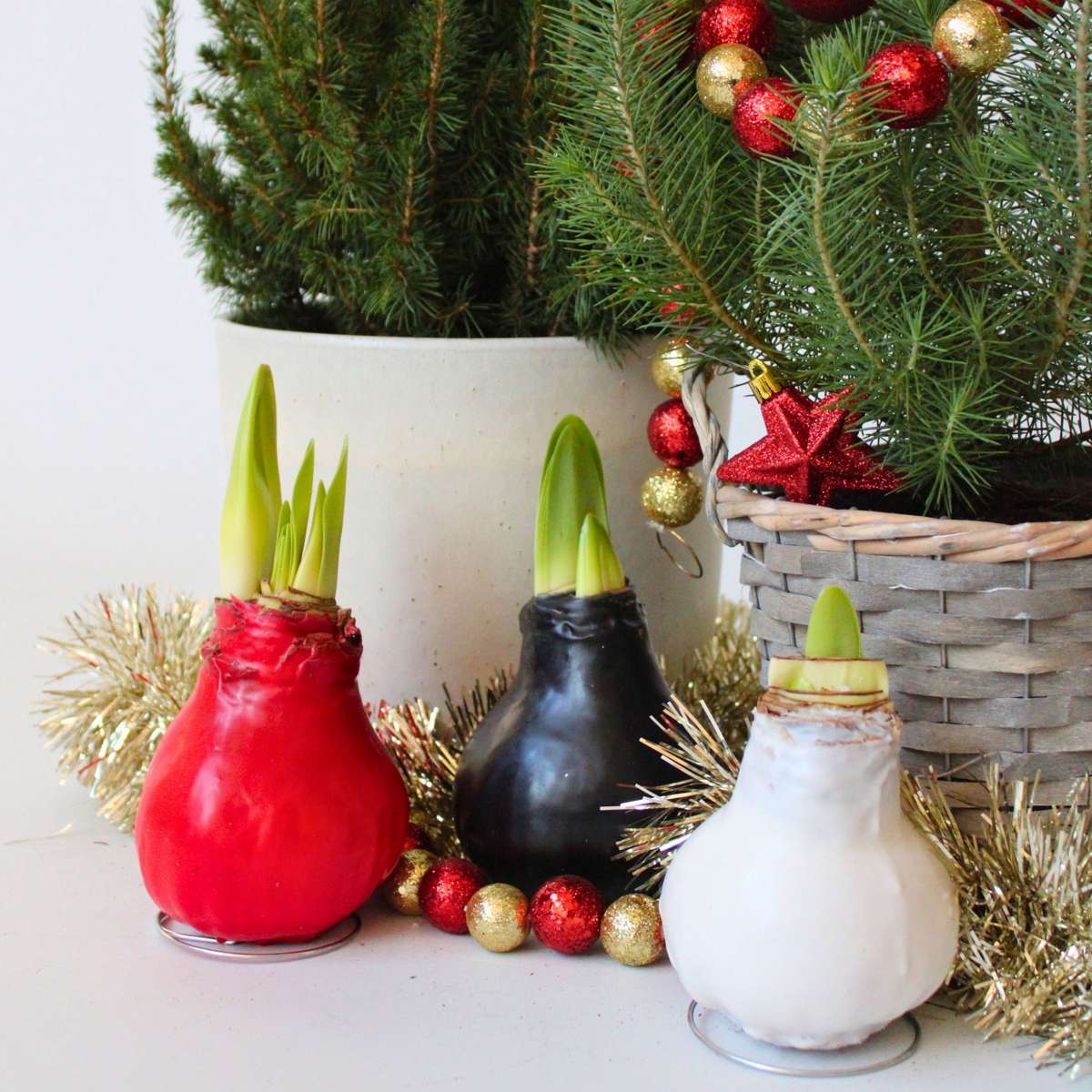 Wax Red Amaryllis Flower Bulb