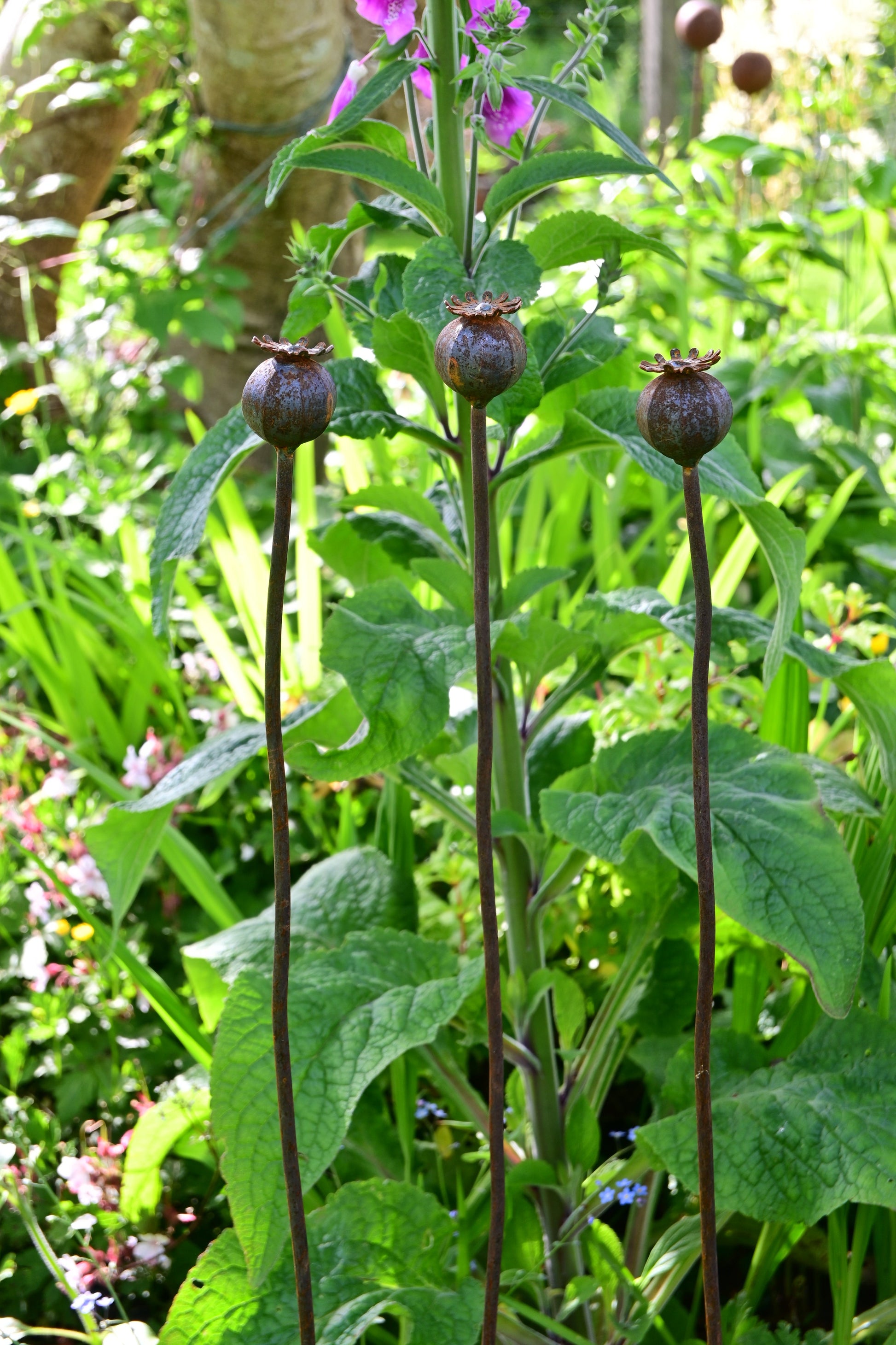 Wavy Poppy Seedhead