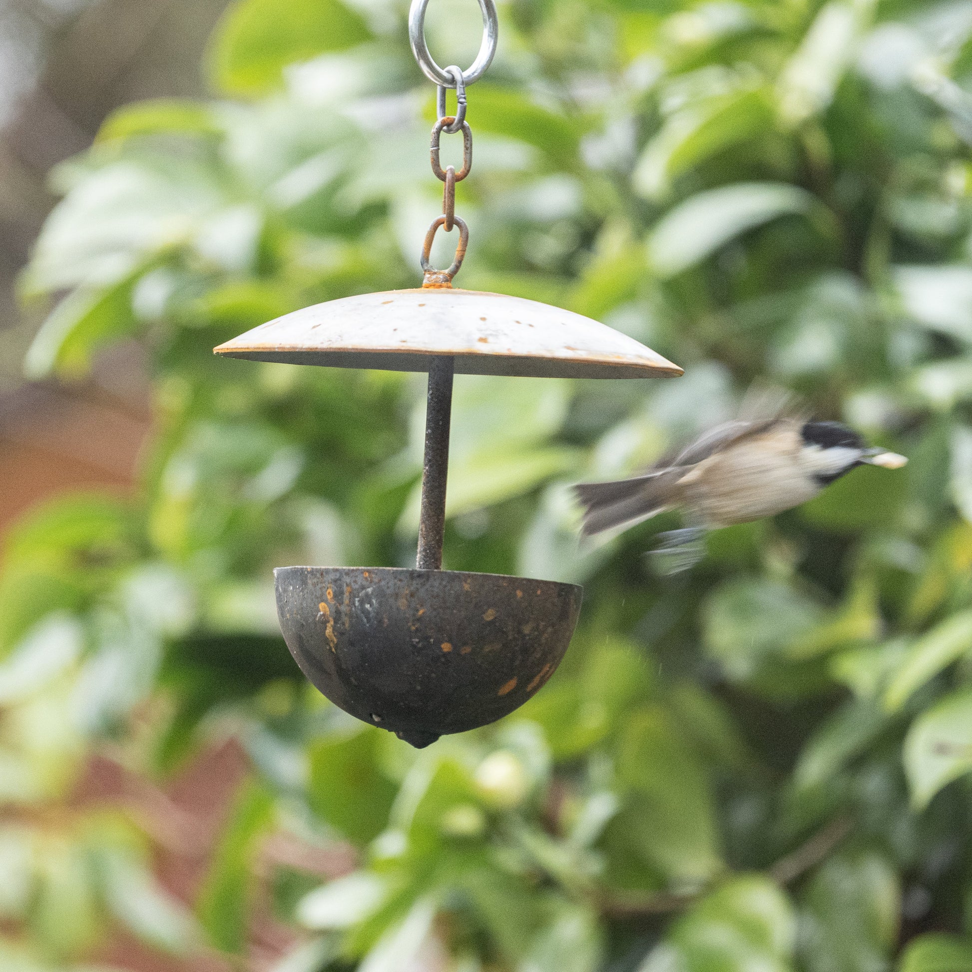 Outdoor Hanging Bird Feeder
