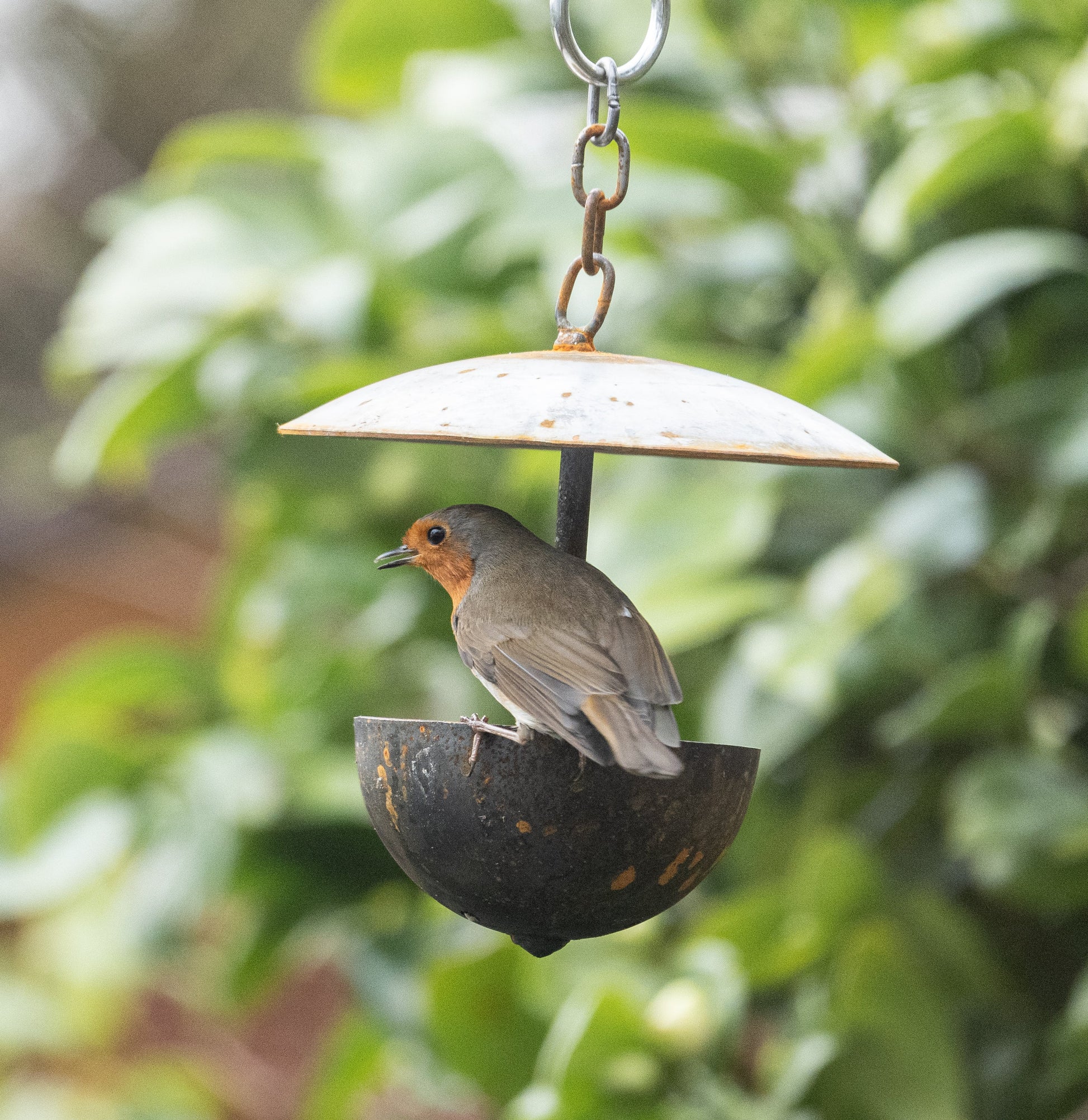 Outdoor Hanging Bird Feeder
