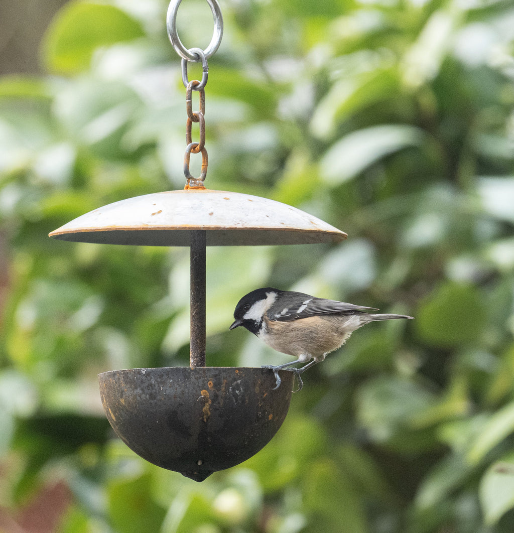 Outdoor Hanging Bird Feeder