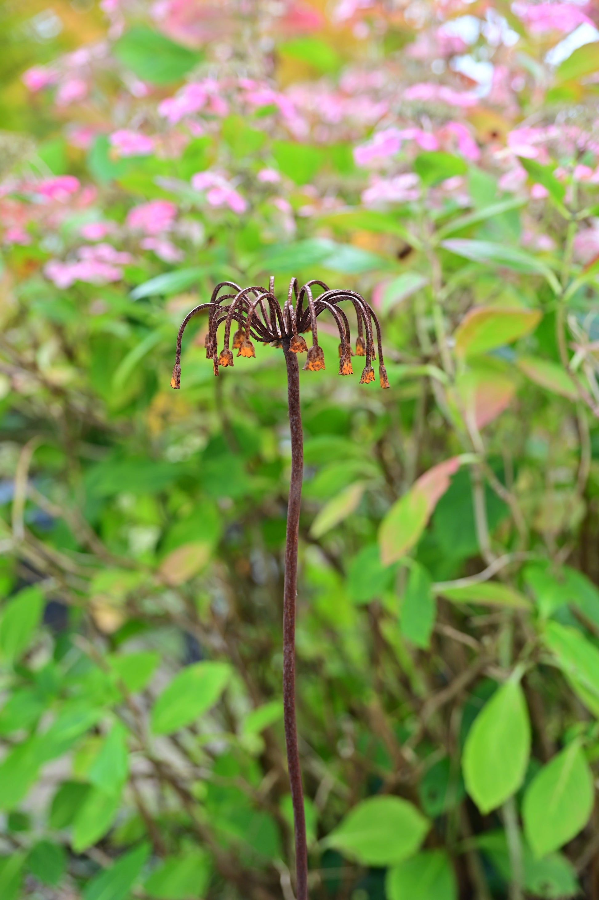 Sicilian Honey Garlic Flower