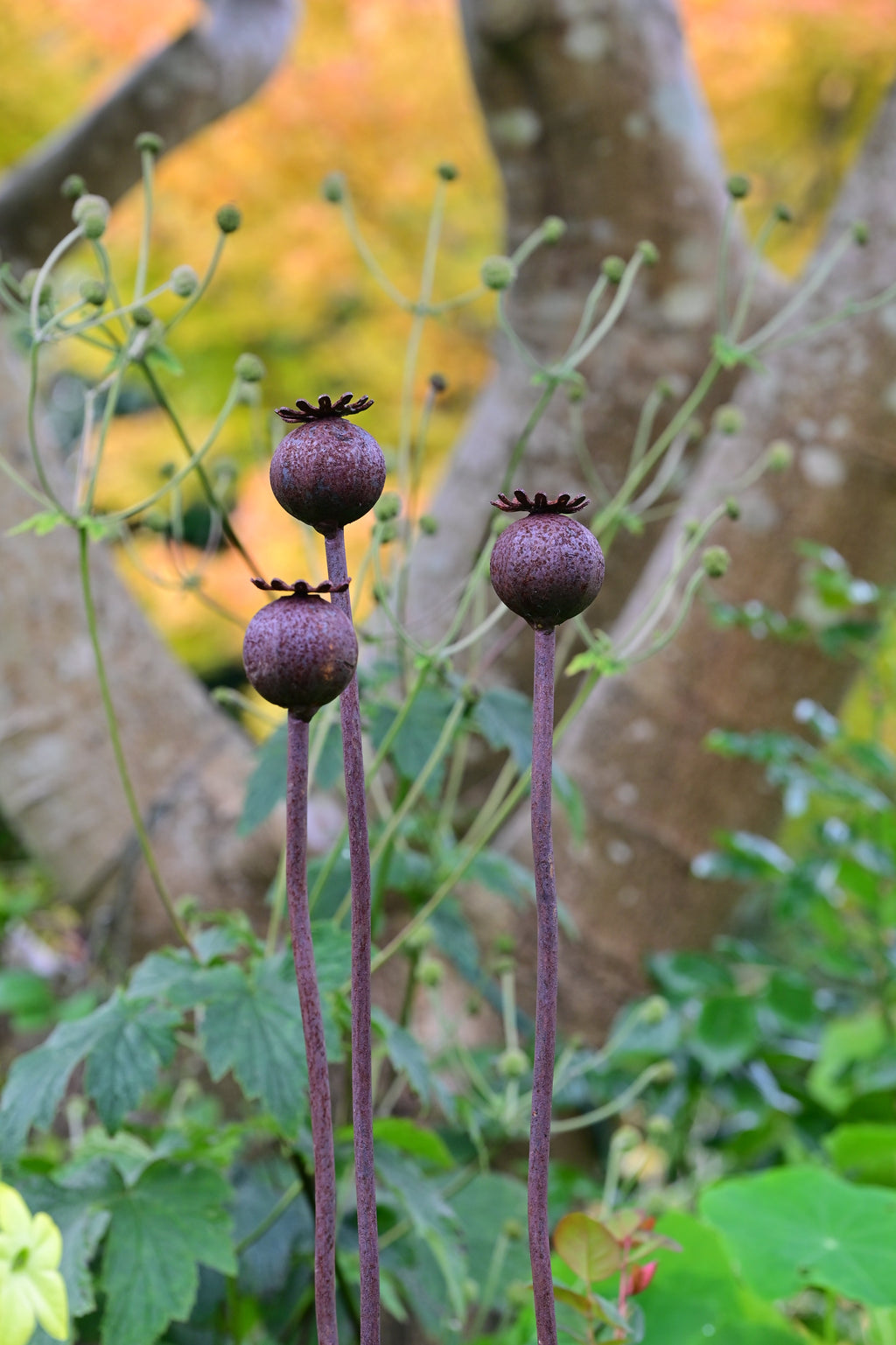 Wavy Poppy Seedhead