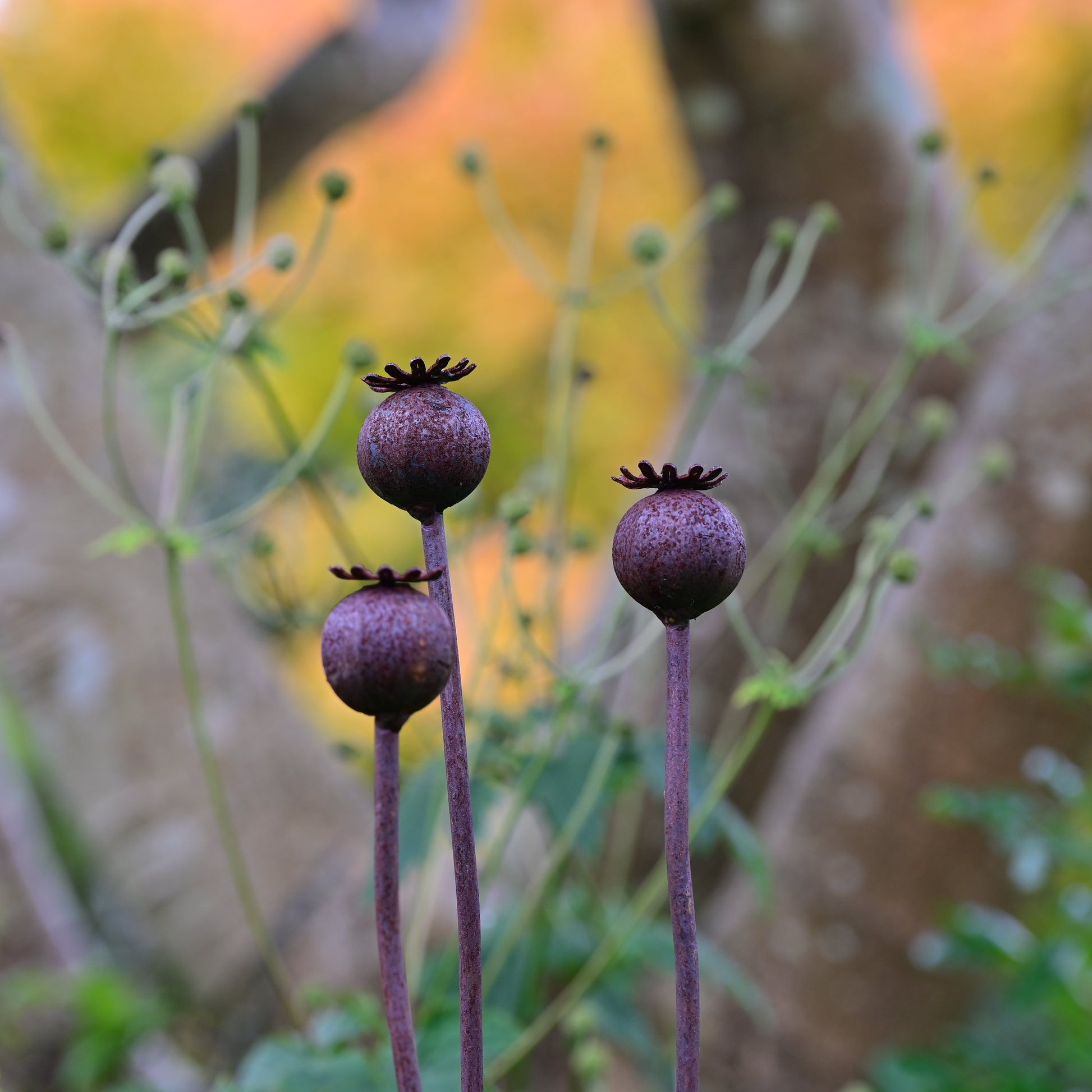 Wavy Poppy Seedhead