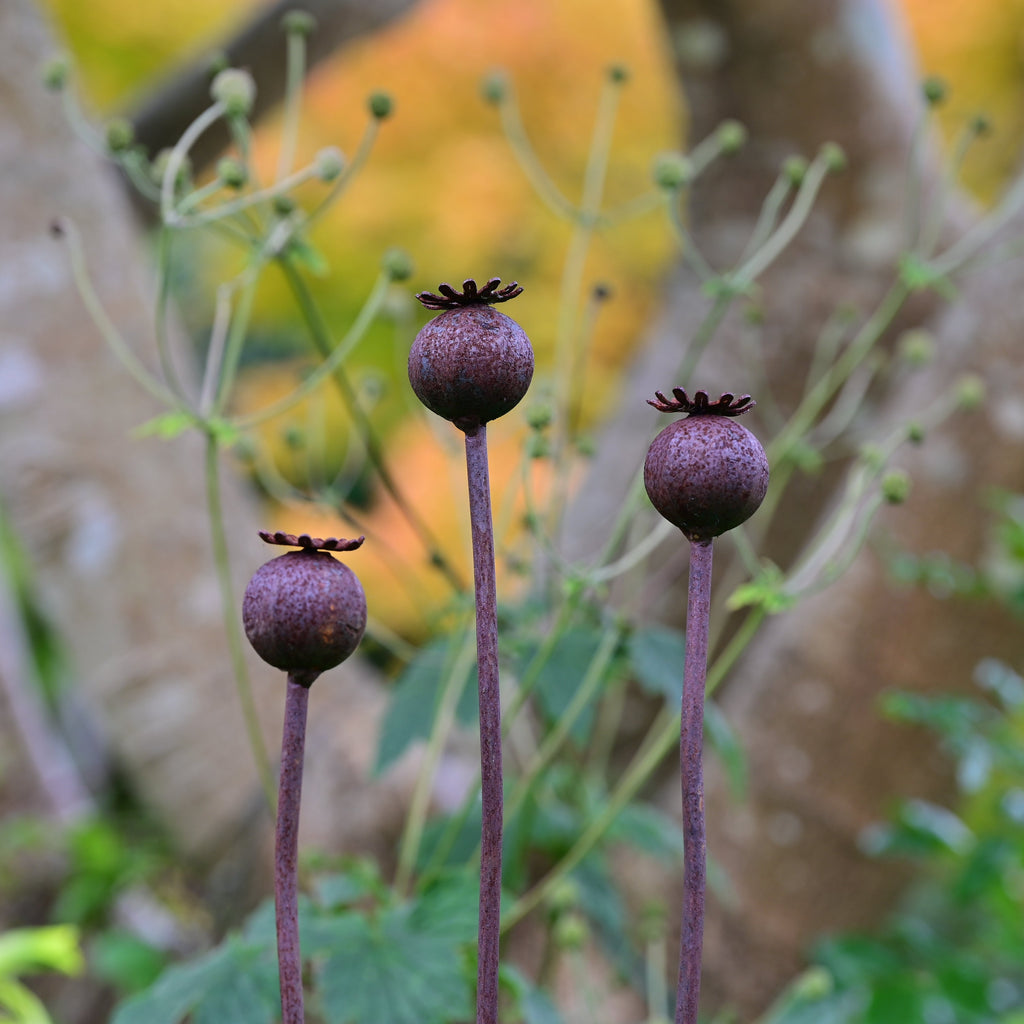 Wavy Poppy Seedhead