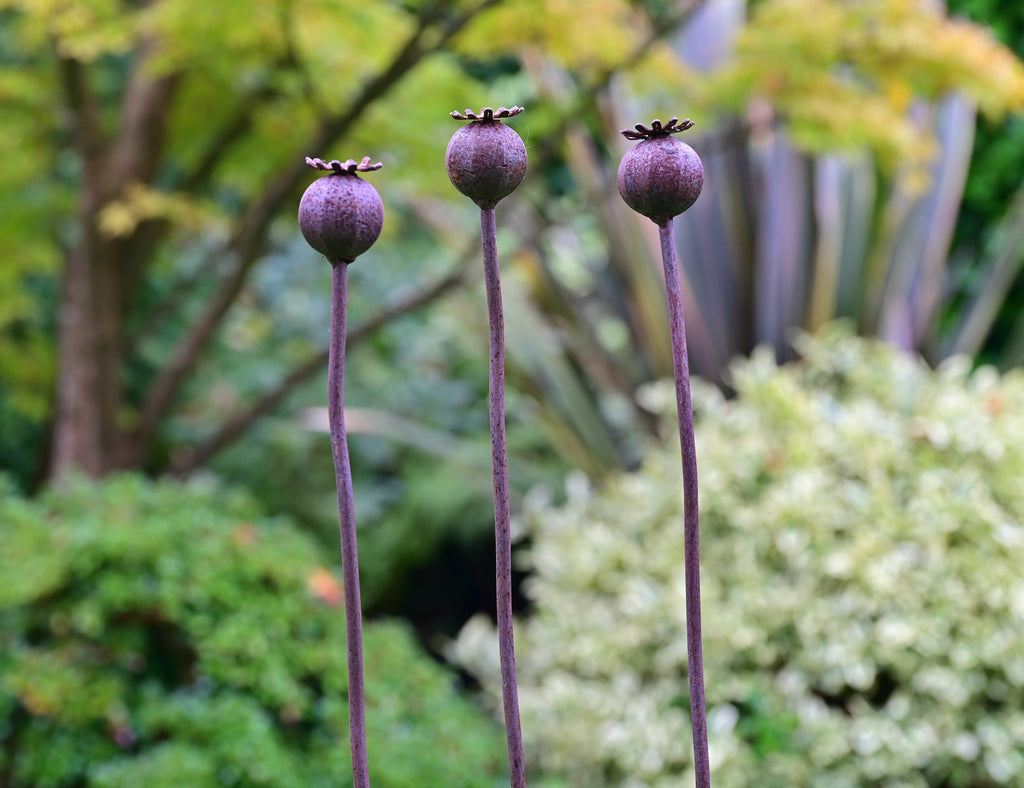 Wavy Poppy Seedhead