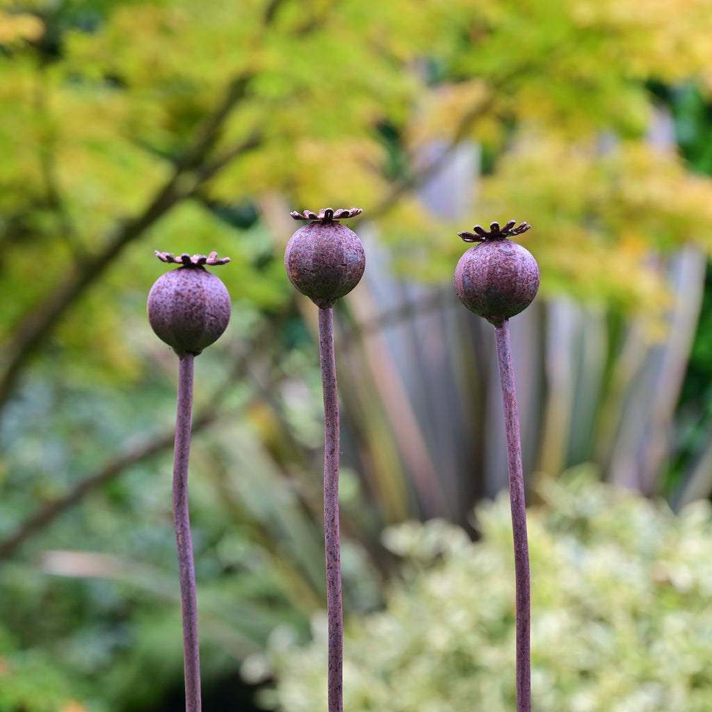 Wavy Poppy Seedhead