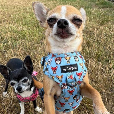 Blue Chihuahua Print Small Dog Harness with Exclusive Character Design