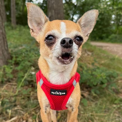 Step In Air Mesh Harness for Puppies and Small Dogs Red