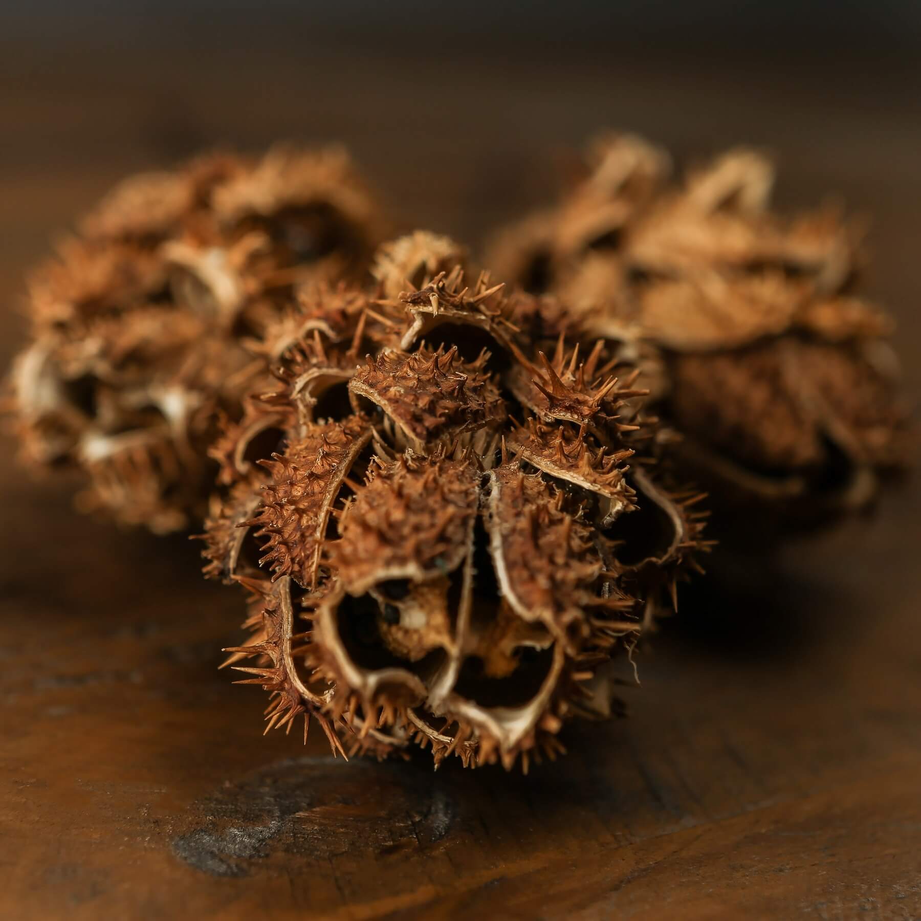 Dried Protea bouquet in earthy tones, hand-selected preserved blooms for rustic or modern home decor centerpiece by Sostter at brixbailey.com