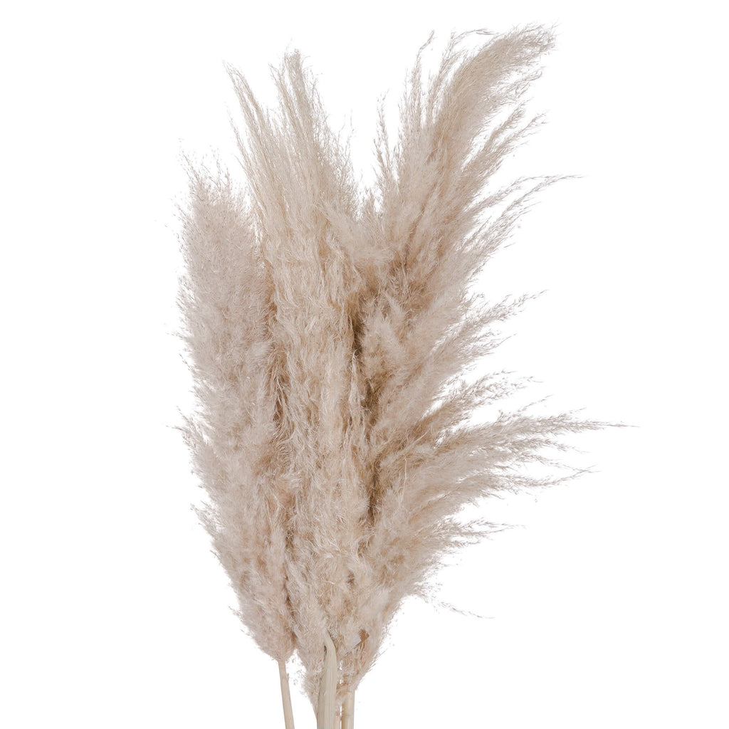 Natural cream dried pampas grass stem, 110 cm tall, for organic home dÃ©cor in stoneware vases or arrangements. by RoomLondon at brixbailey.com